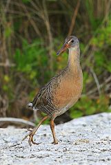 Clapper Rail